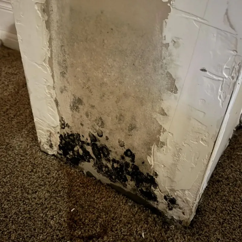 Professional Mold Removal in Simpson County, MS